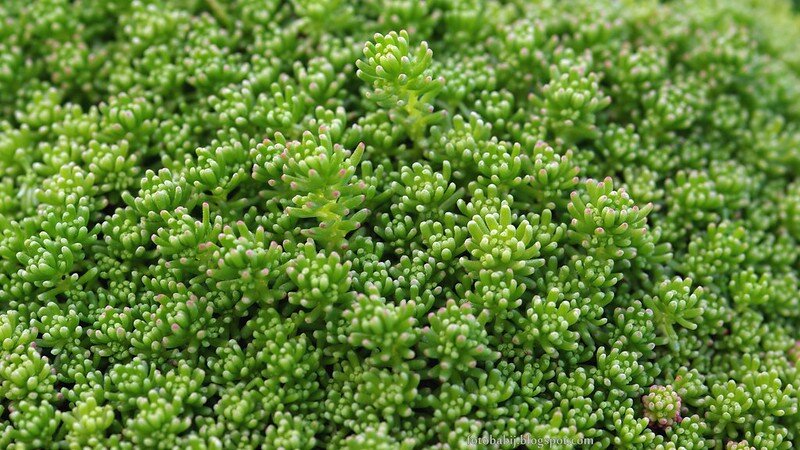 Sedum Lydium. Источник Flickr.com