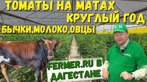 100 тонн помидоров в год. 40 соток томатов. Тепличный бизнес в Дагестане. Мясной скот на откорме.