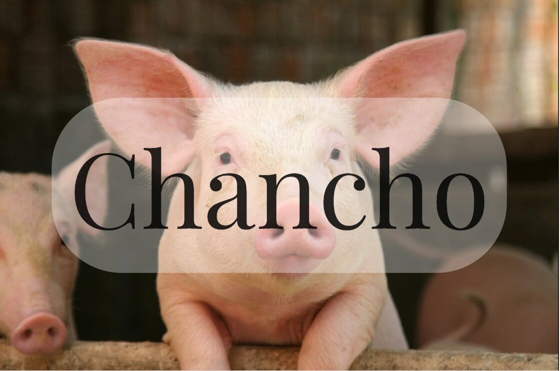 твоих свиней. поросенок поцелуй. 9 поросят. свинья хрю. я свинья прости.