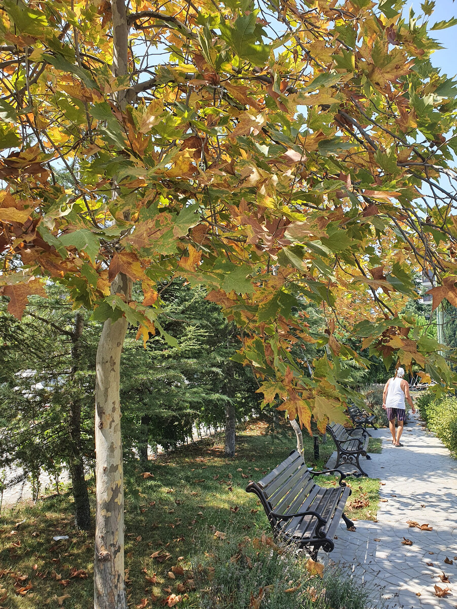 Кленовый лист, ты мне среди зимы приснись