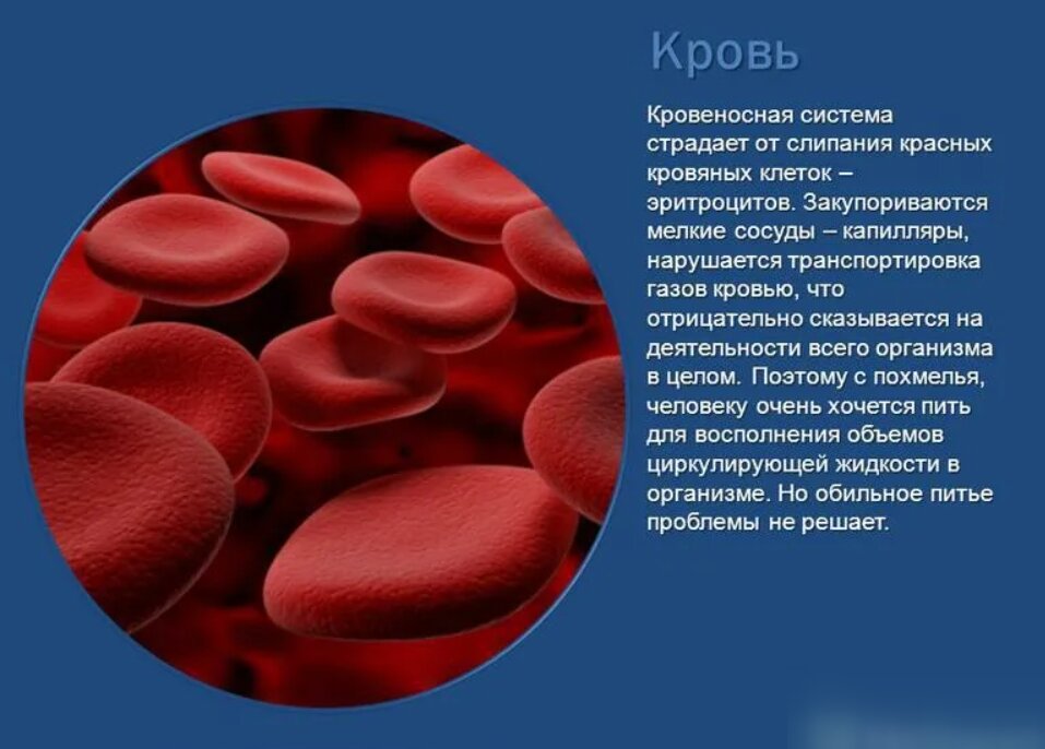 Как правильно пить кровь. Воздействия спирта на кровь. Влияние спирта на эритроциты.