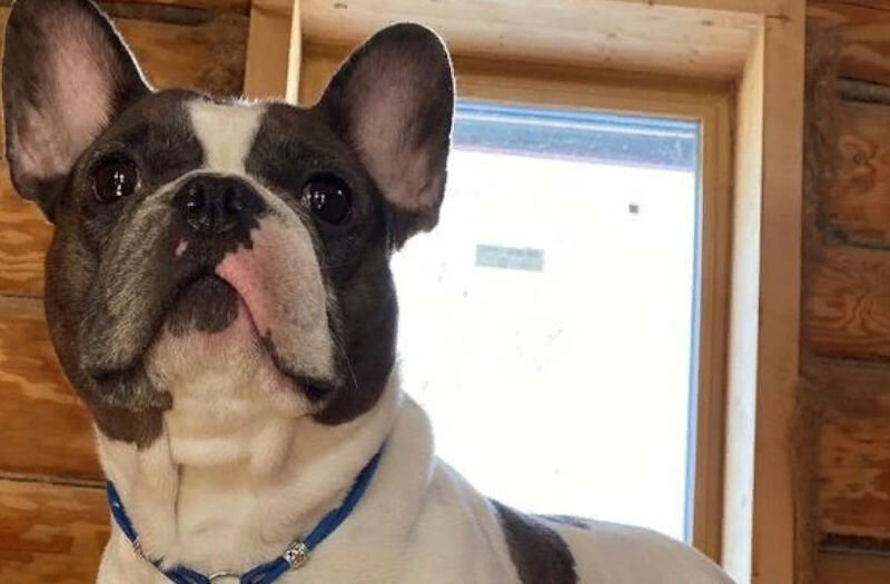    Французский бульдог по кличке «Пармезан»