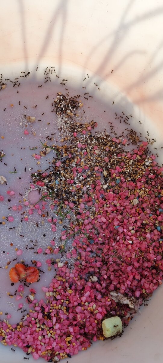 Муравьи в тазике