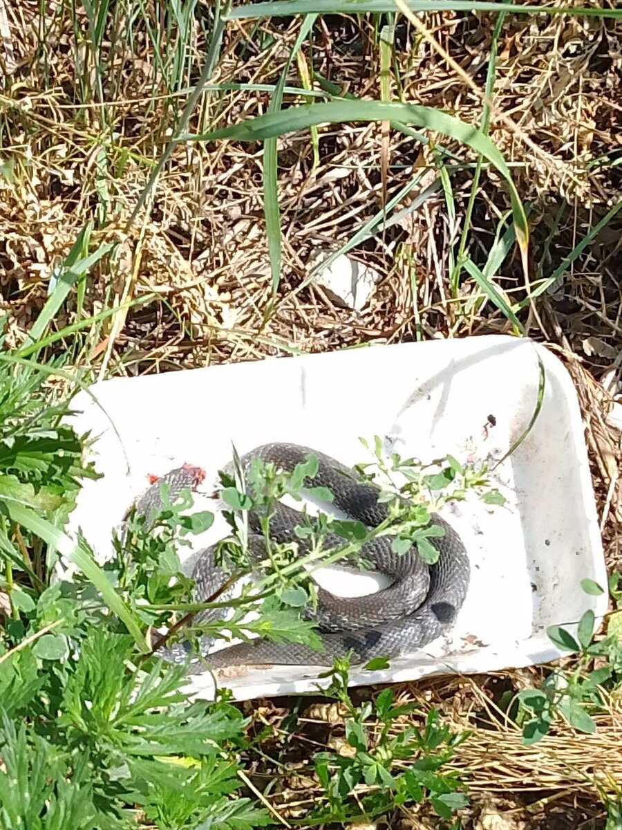 Был уж и нет ужа.                        