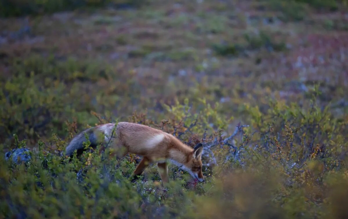 Фото из открытого источника