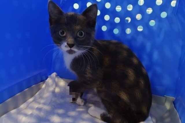    Фото: Инициативная группа по защите животных г. Твери