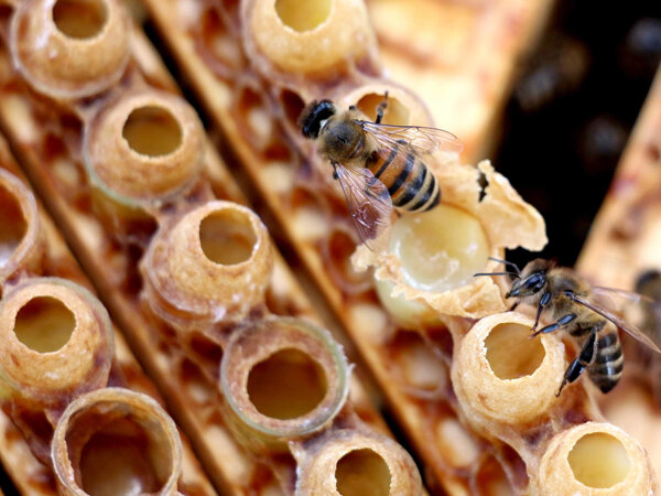 Пчелы производят маточное молочко, чтобы кормить матку и молодых пчел