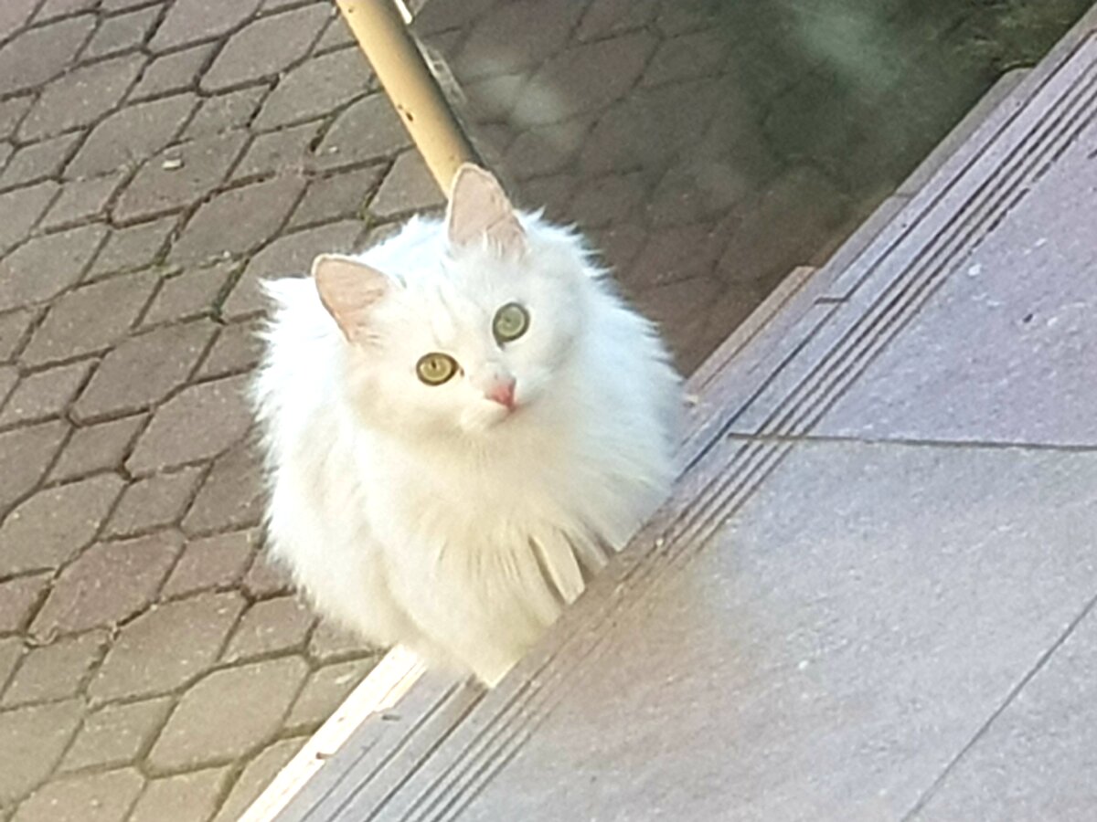 Котоблог телеграмм. Котоблог. котоблоки. катьенакделаетукол🐈.