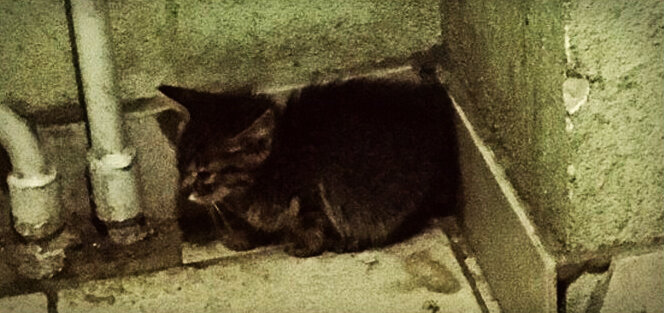 Мой Федька, еще грустняшка