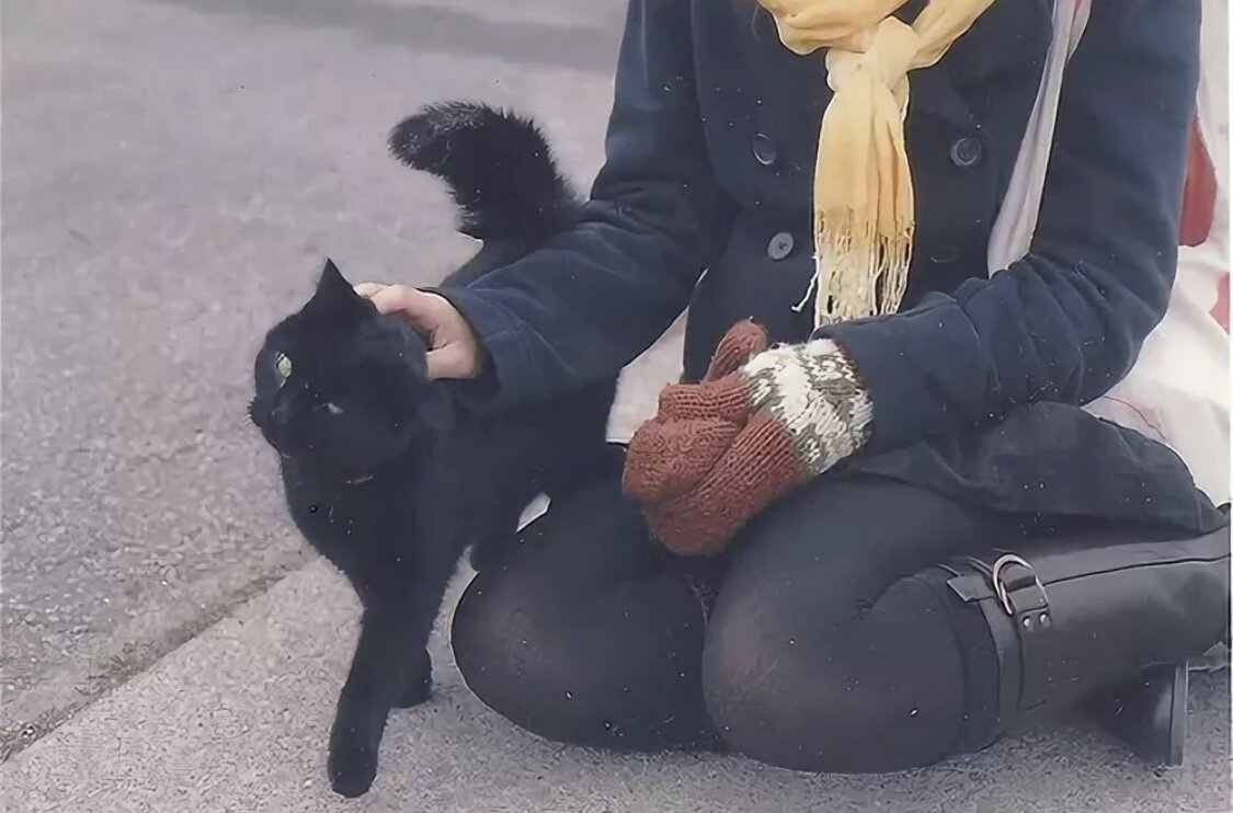 Черная кошка на руках