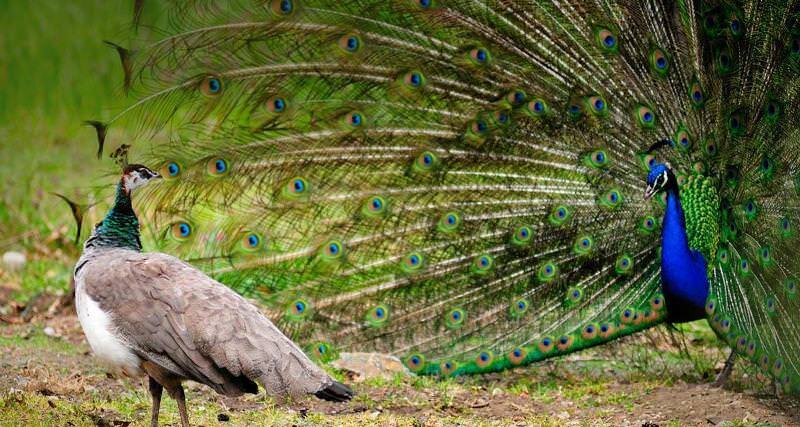 Фото https://4lapki.com