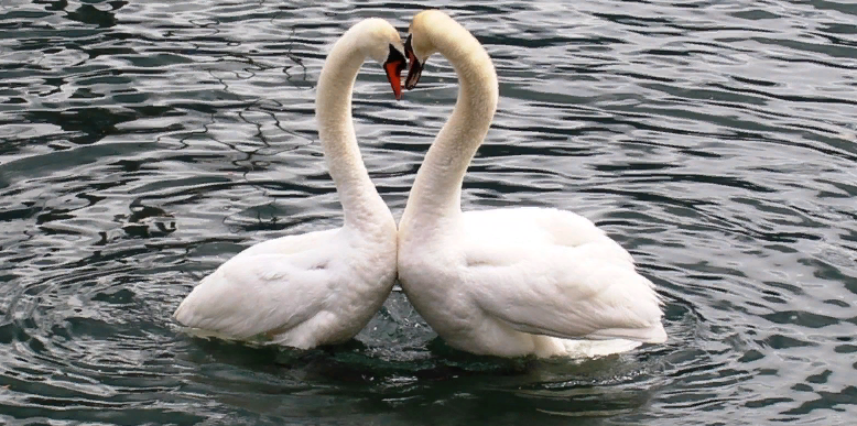 Сердце из лебедей - символ любви