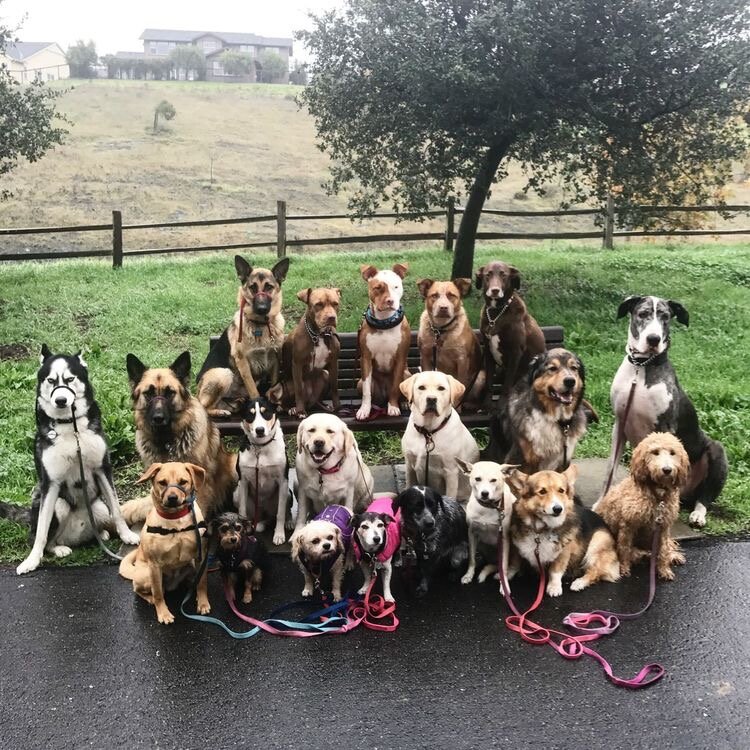 Различные породы собак