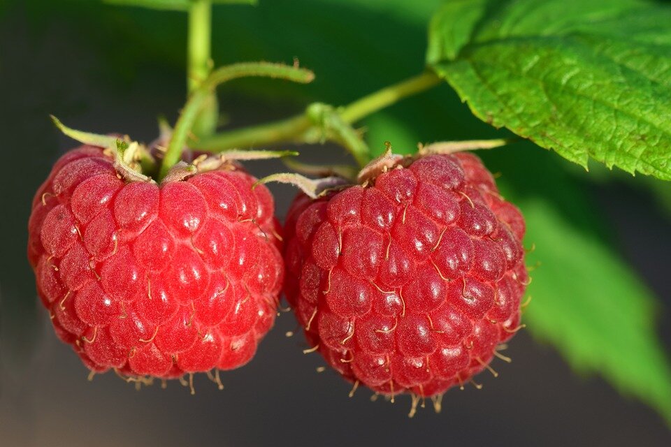 https://cdn.pixabay.com/photo/2018/06/04/23/42/raspberry-3454504_960_720.jpg