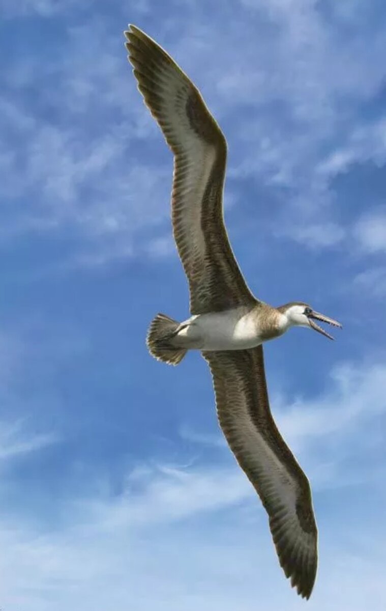 Яндекс. Картинки