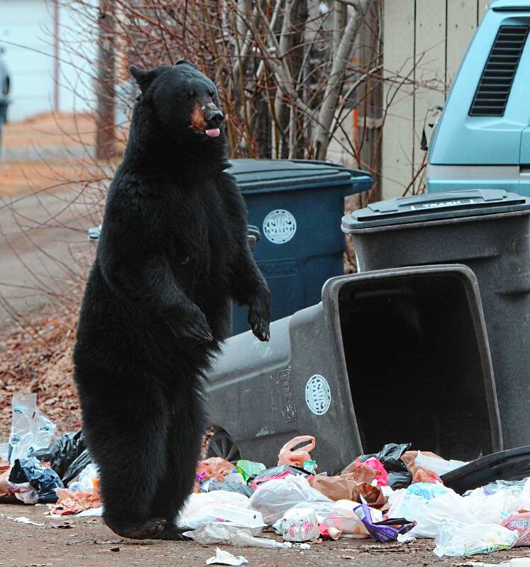 Мишка в поисках пищи на Аляске.