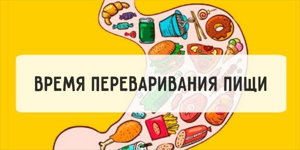 Сколько переваривается помидор в желудке. Переваривание продуктов. Время переваривания пищи. За сколько переваривается пища. Продукты которые дольше перевариваются.