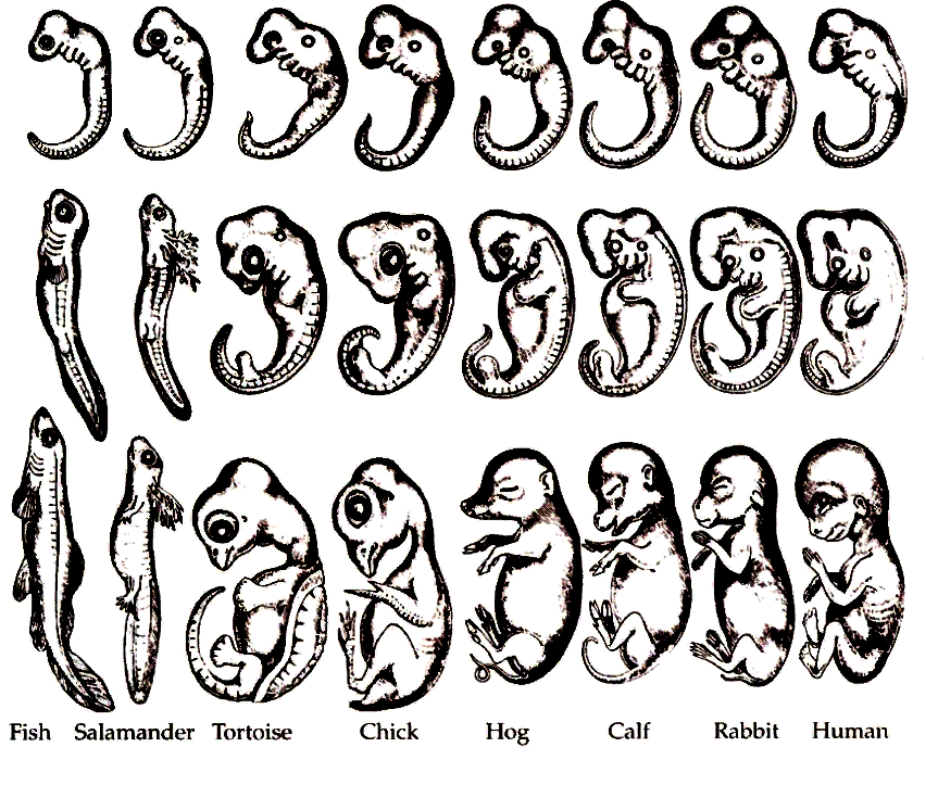 Закон развития зародыша. Эрнст Геккель биогенетический закон. Биогенетический закон Геккеля Мюллера. Биогенетический закон э. Геккеля и ф. Мюллера. Геккель онтогенез.