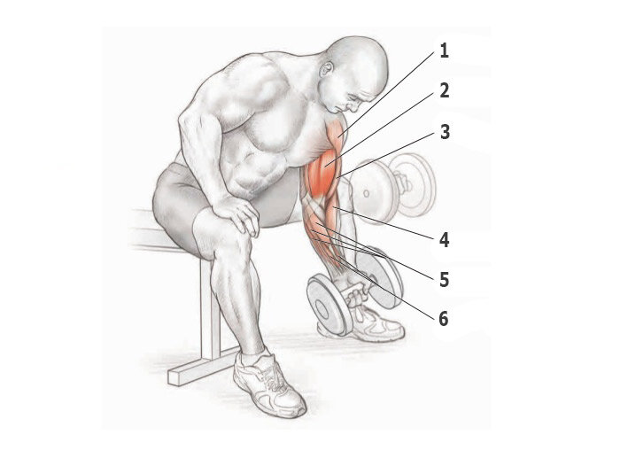 Как накачать бицепс быстро в зале