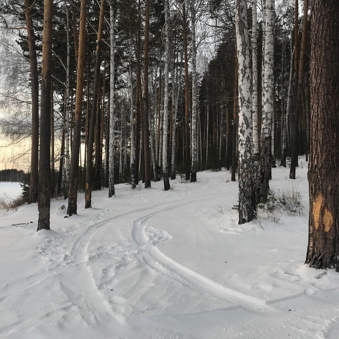 Немного зимнего леса