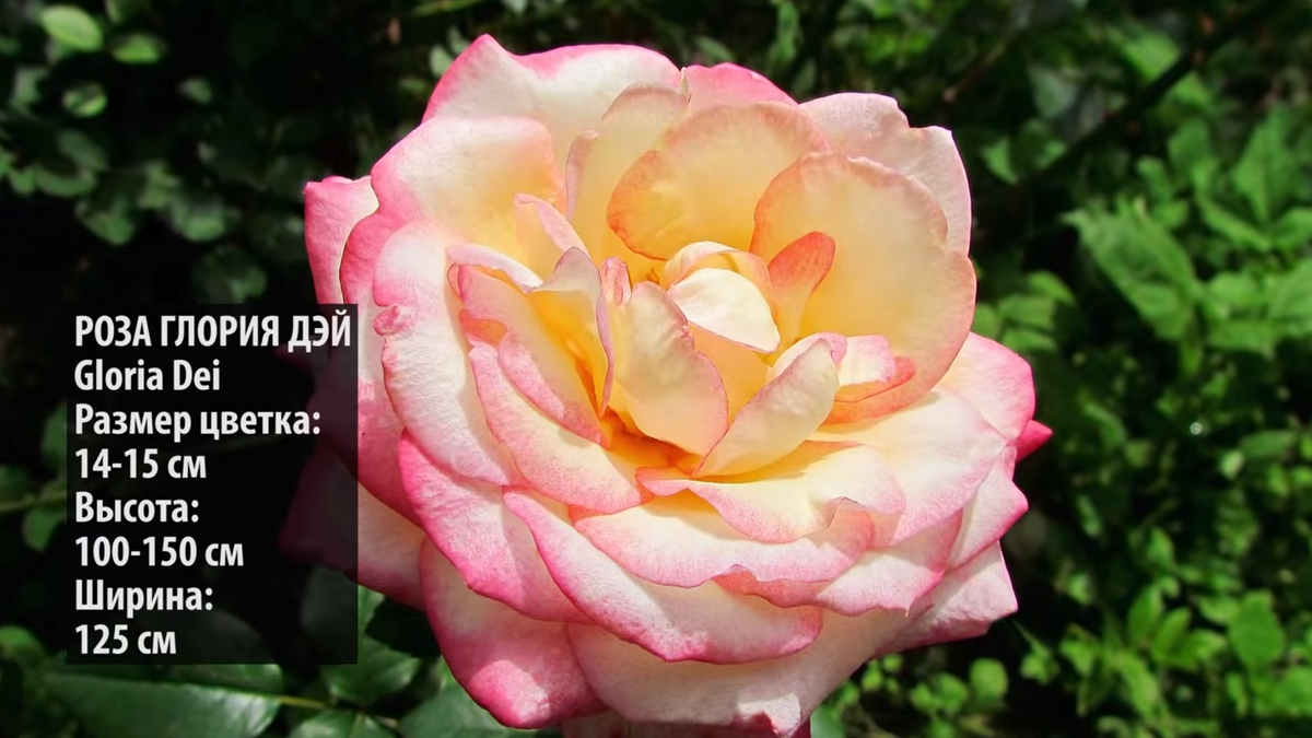 Лучшие сорта роз для Мурманской области: названия, фото и подробное описание растений