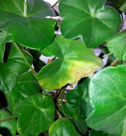 Почему у пеларгонии желтеют (засыхают) листья? Когда бить тревогу.