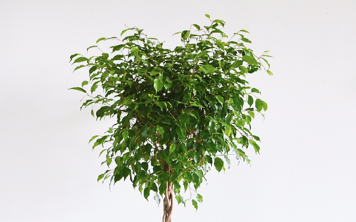 Фикус бенжамина