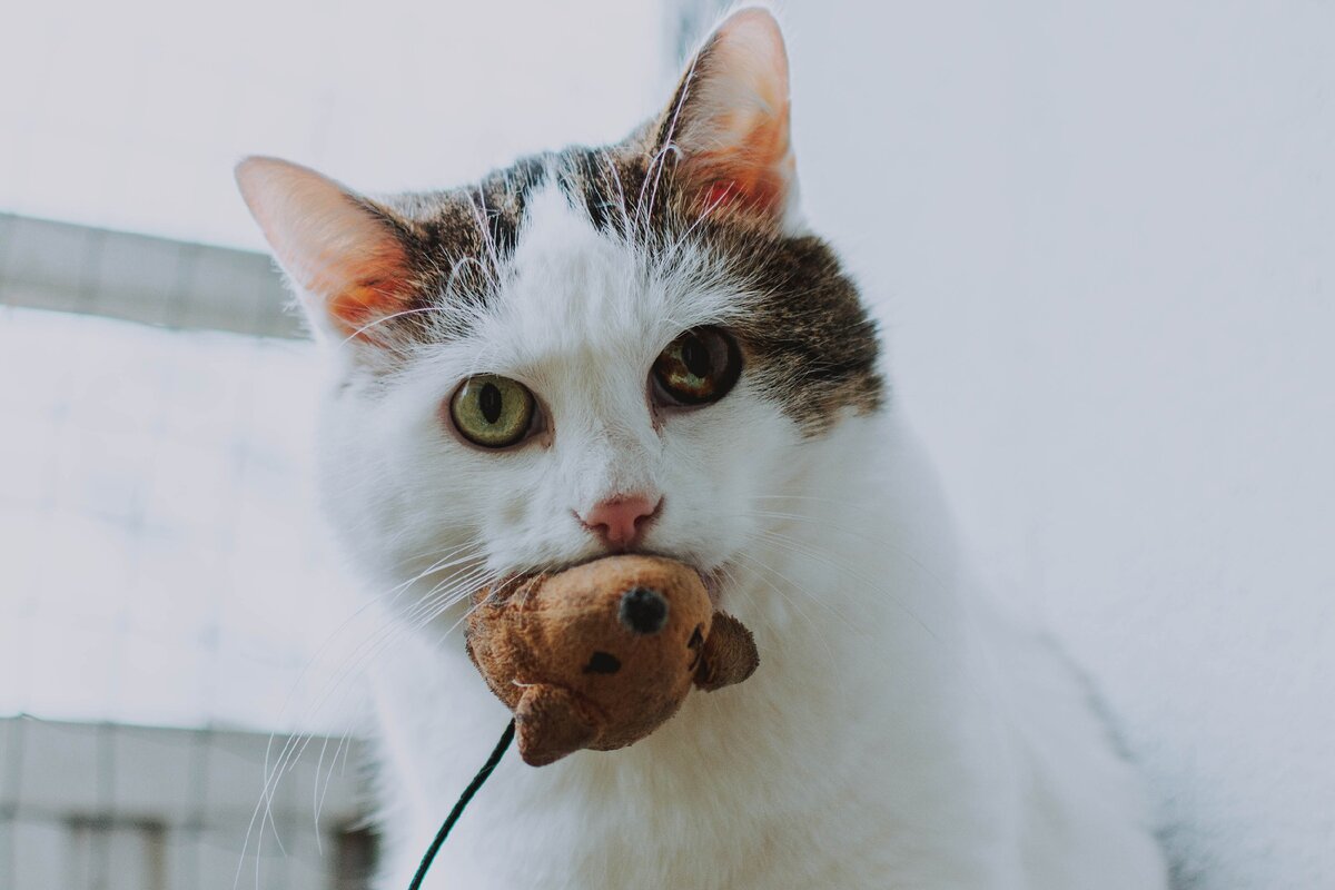 кот по польски. кот по польски. польский кот. толстый кот. как мяука.