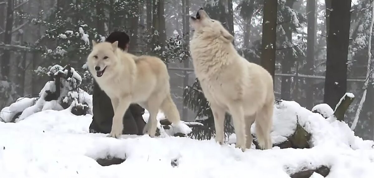 Фото из открытого доступа.