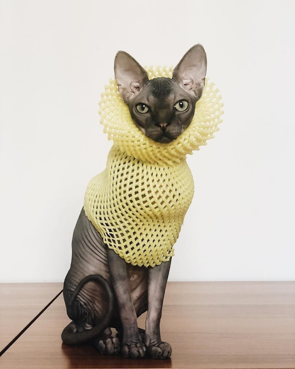 Сфинкс в воротнике. Фото из профиля в инстаграм @sphynx_mania