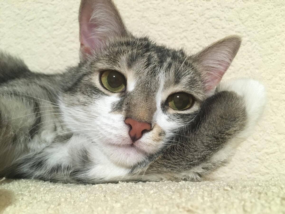 Деловая шкурбаса.