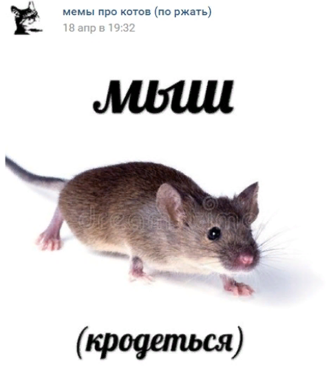 Картинка мышь крадется