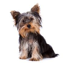 Снимок взят в интернете