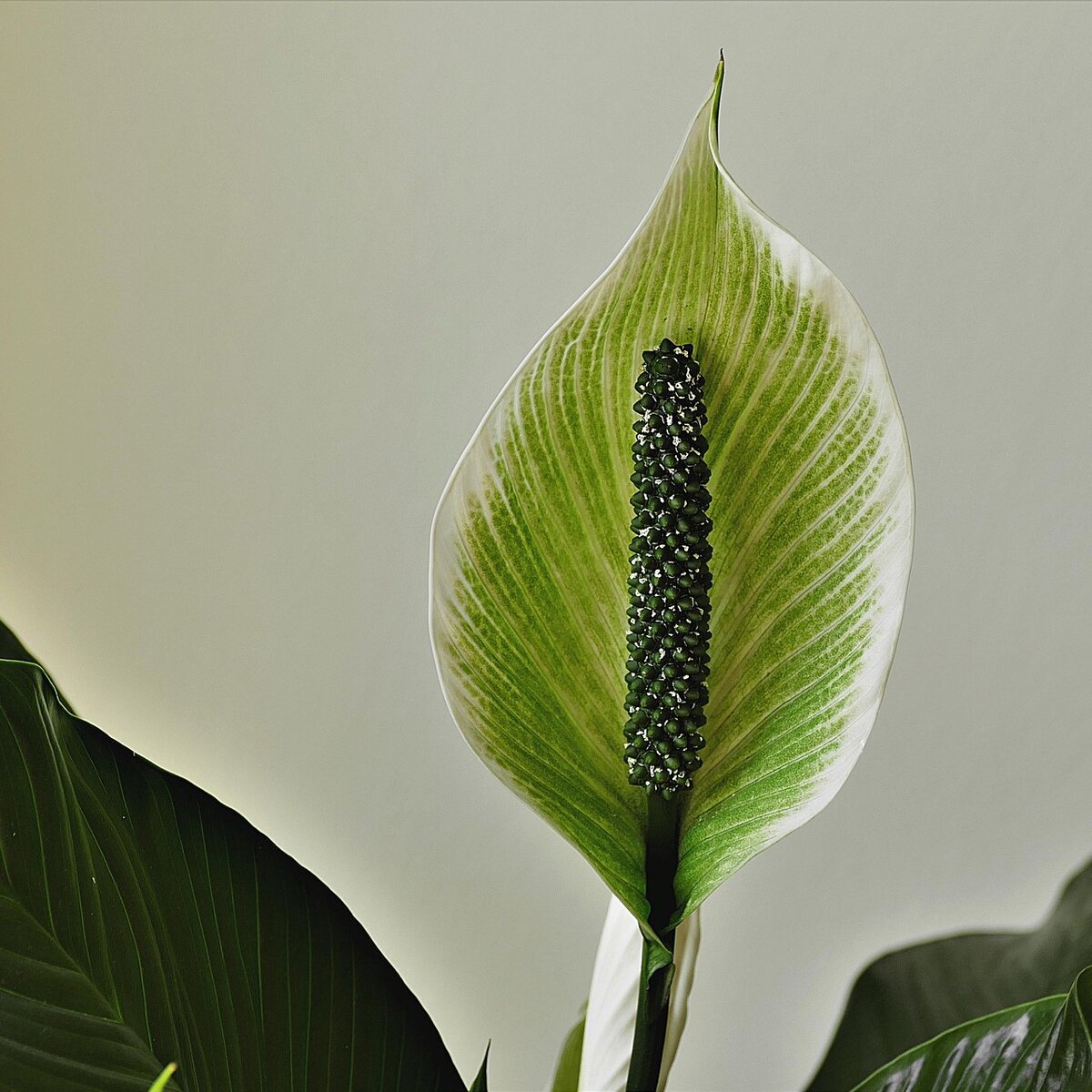 Спатифиллум семена. Спатифиллум. Спатифиллум Блэк Бьюти. Spathiphyllum blandum. Спатифиллум плоды.