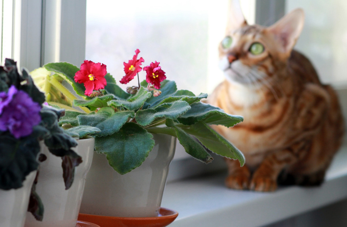 Сок некоторых растений вызывают ожоги кожи животных.