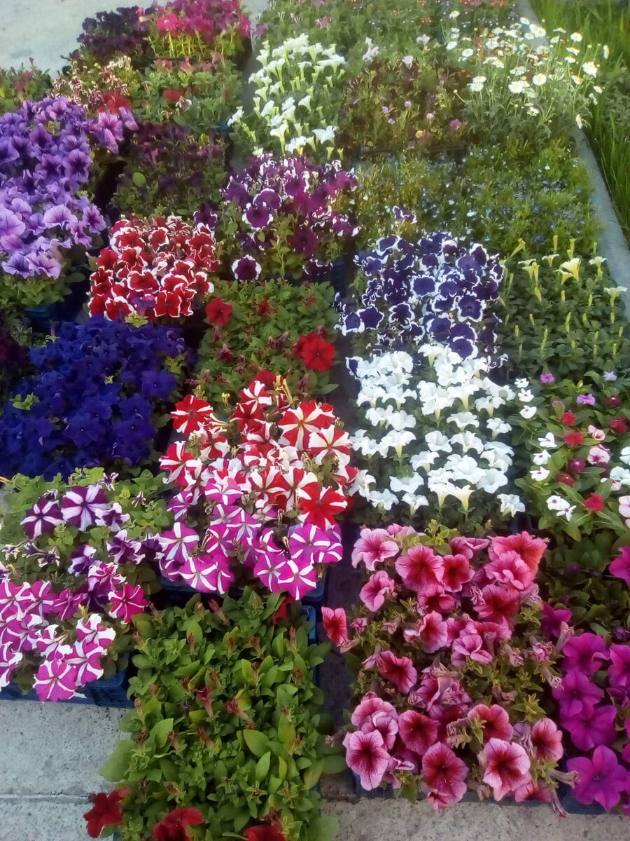 Собираемся на рынок