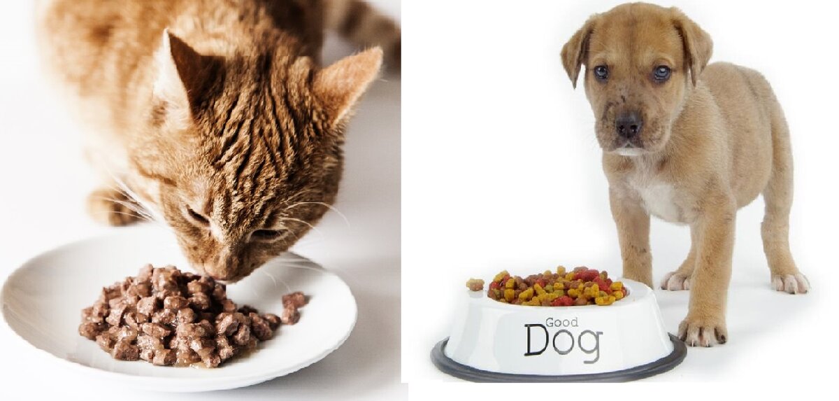 Каким кормом кормить кошку или собаку?