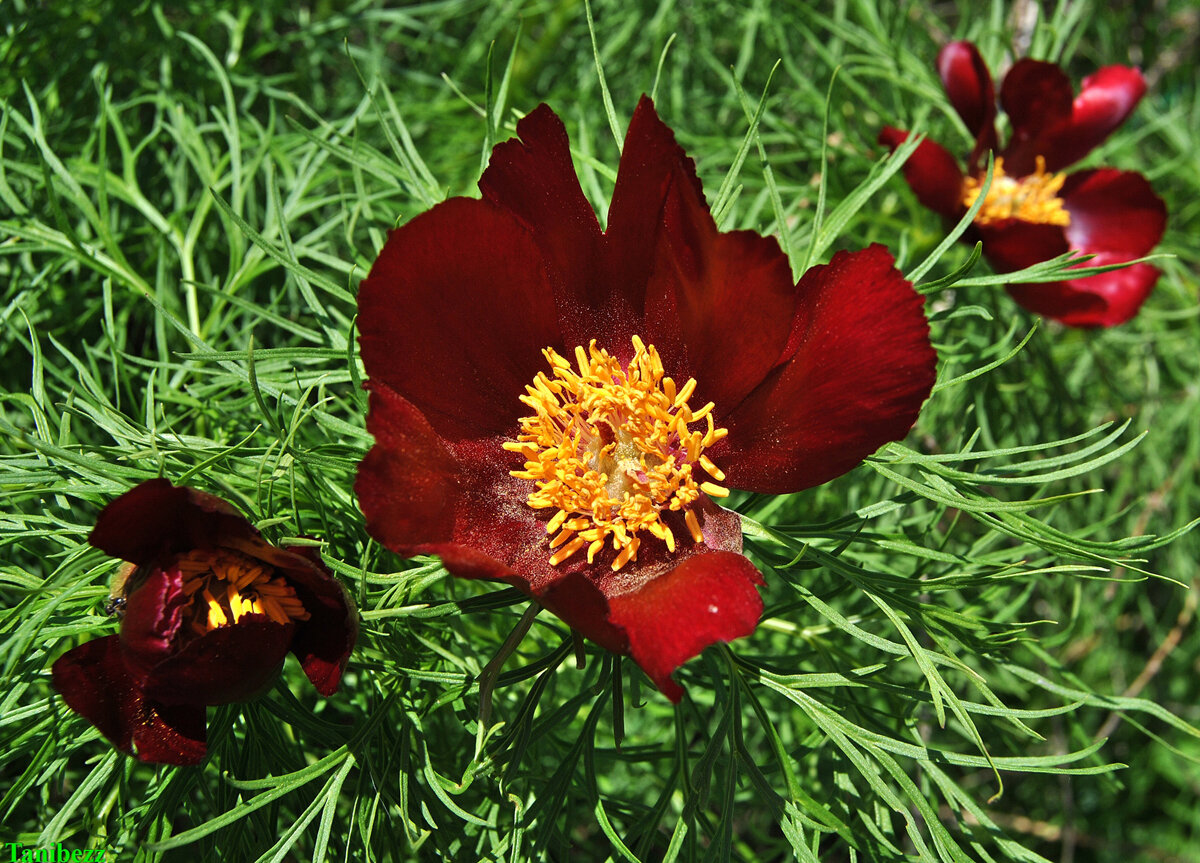 Пион узколистный (тонколистный) / Paeonia tenuifolia