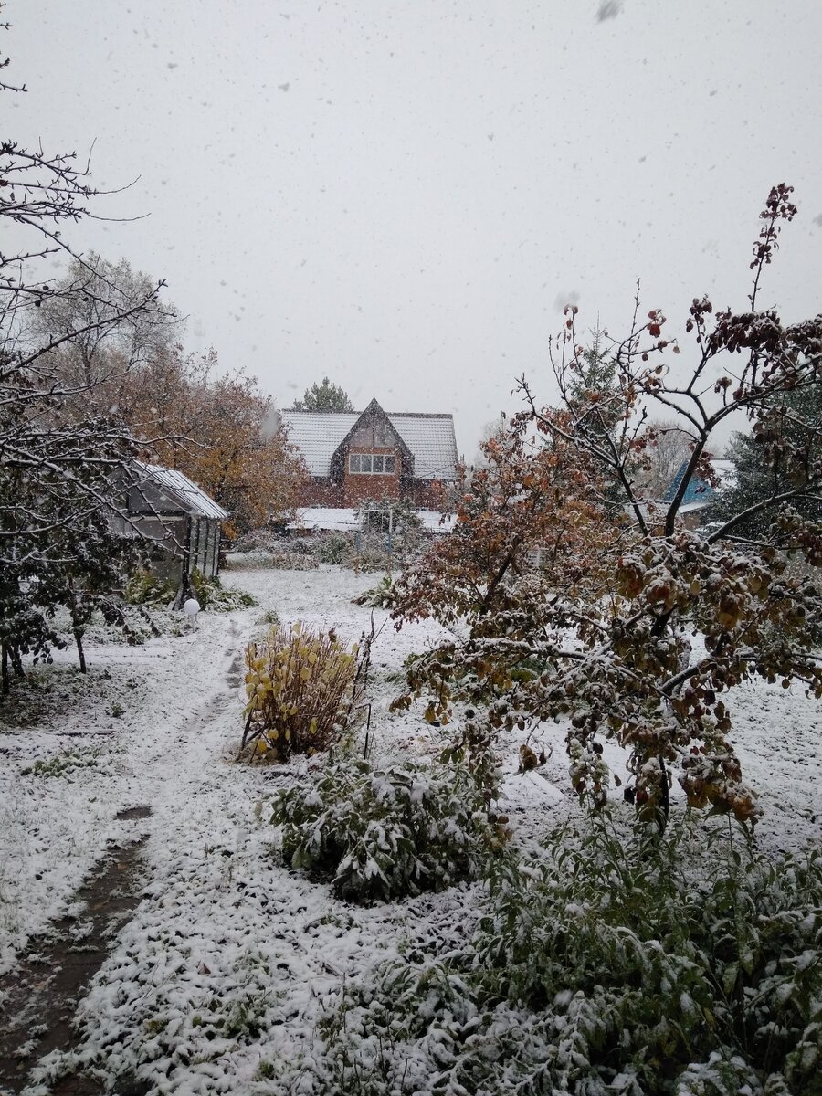 Виновница наших разногласий