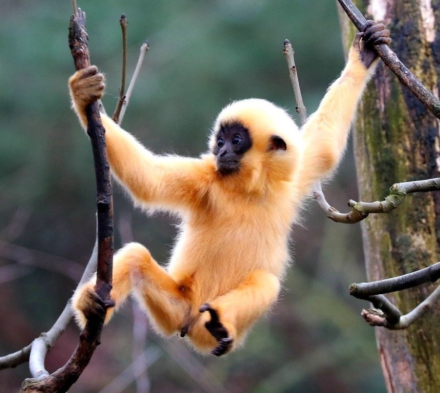 Желтощёкий хохлатый гиббон(малыш) ok.ru