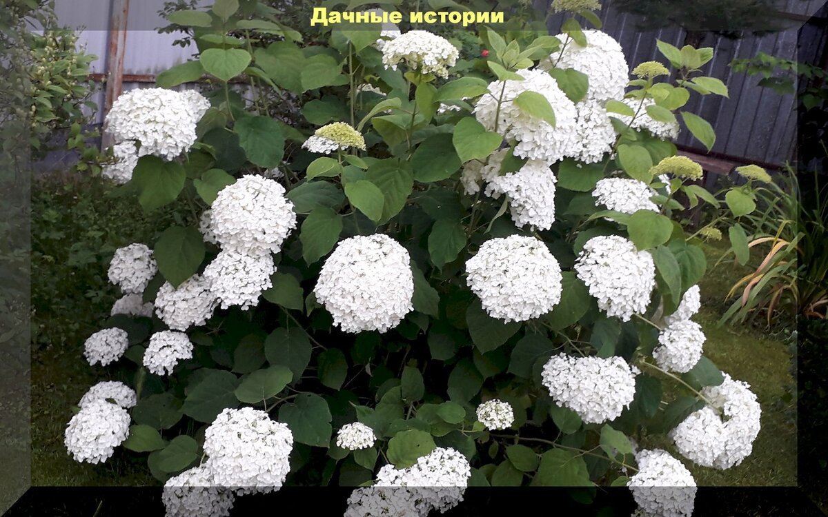 https://vk.com/photo-159774511_457243605. Древовидная гортензия