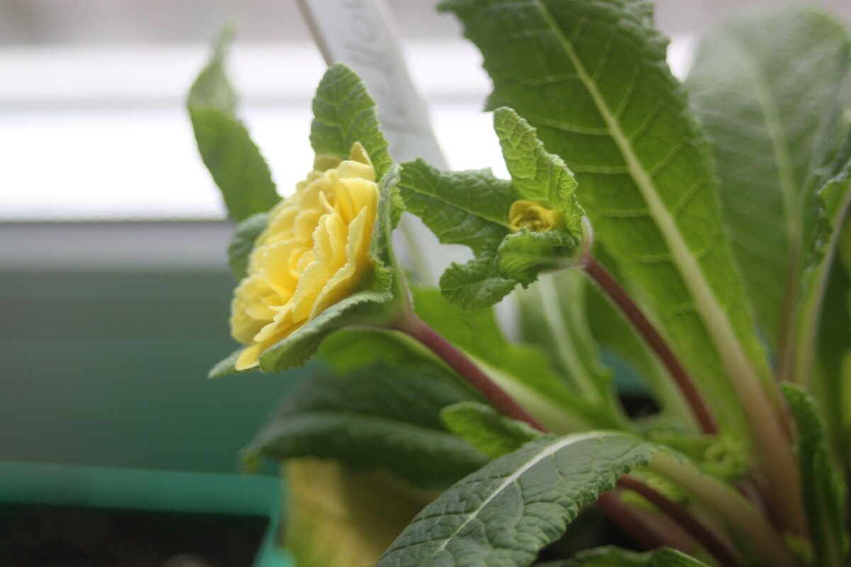 примула Belarina Buttercup Yellow. Вид сбоку