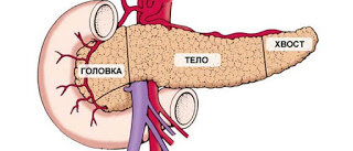 

Внешний вид железы
Длина поджелудочной железы 15-22 сантиметра, а её вес примерно 50-70 граммов. Поджелудочная имеет дольчатое строение. Внутри неё есть множество  протоков, которые в итоге объединяются в один общий. Железа состоит из трех отделов, различают: головку, тело хвост.
Функции железы
Поджелудочная железа это очень непростой орган! Это целая фабрика по выработке гормона инсулин и ферментов (соков),осуществляющих переваривание пищи внутри кишечника. По своему внешнему виду и форме она похожа на огурец, который наш Создатель разместил как видим слева в области под желудком. поджелудочная железа состоит из головки тела и хвоста.
За одни сутки поджелудочная способна вырабатывать до одного литра панкреатического сока.
