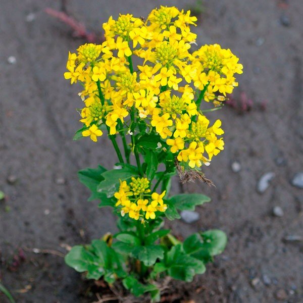 Сурепка обыкновенная (Barbarea vulgaris)