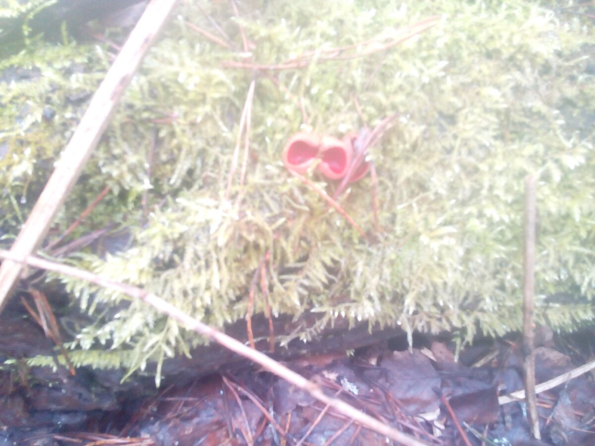 Растет на поваленном дереве