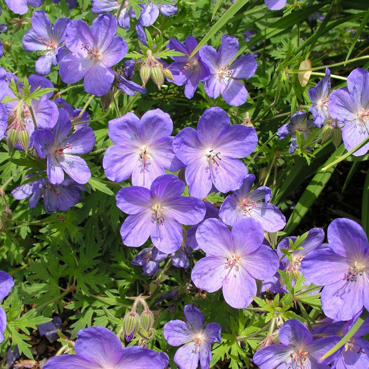 Герань гибридная (Geranium x hibridum 'Johnson`s Blue`)