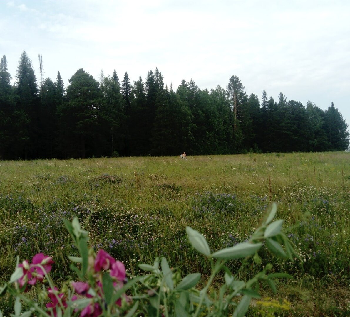 В поле