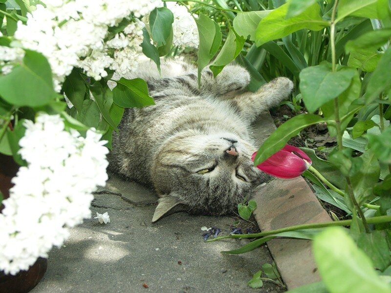 Кот нюхает цветы