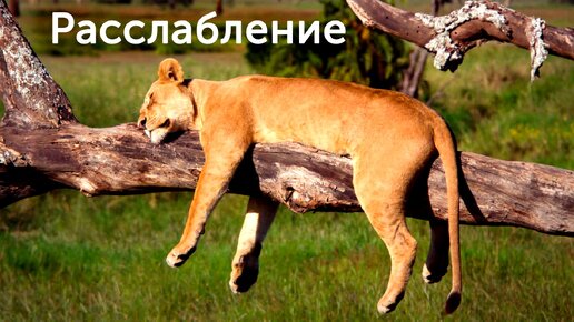 Как лучше высыпаться? 10 способов улучшить сон!