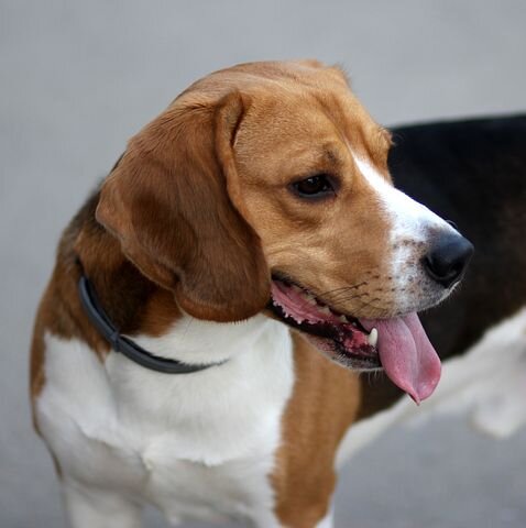 https://cdn.pixabay.com/photo/2018/04/16/13/05/beagle-3324615_1280.jpg